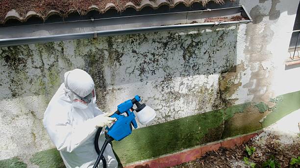Trusted Commercial Mold Remediation service in Spring, TX - Cheap Mold Removal